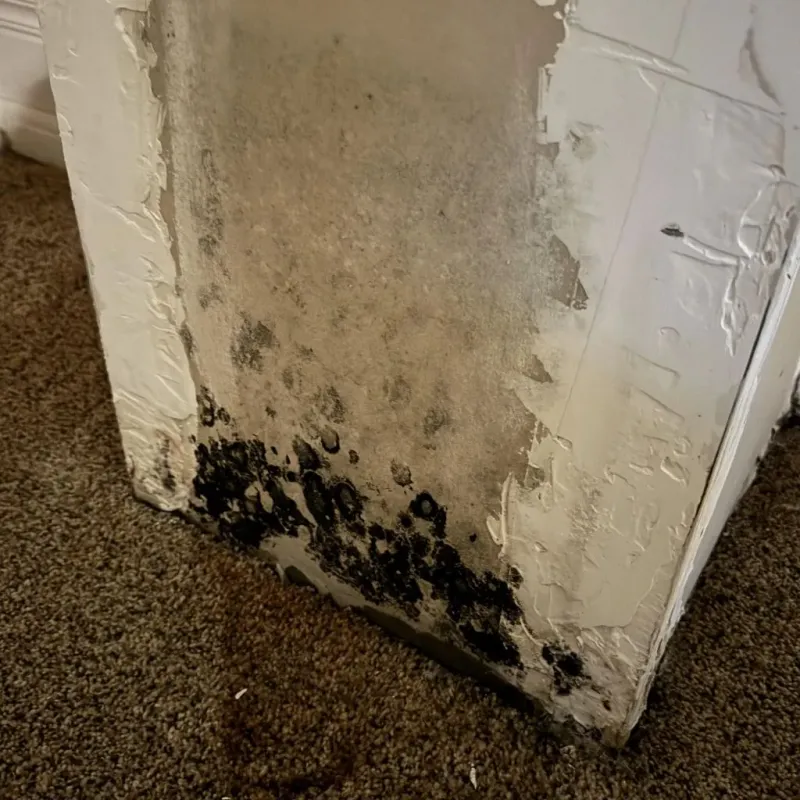 Professional Mold Removal in Danville, KY